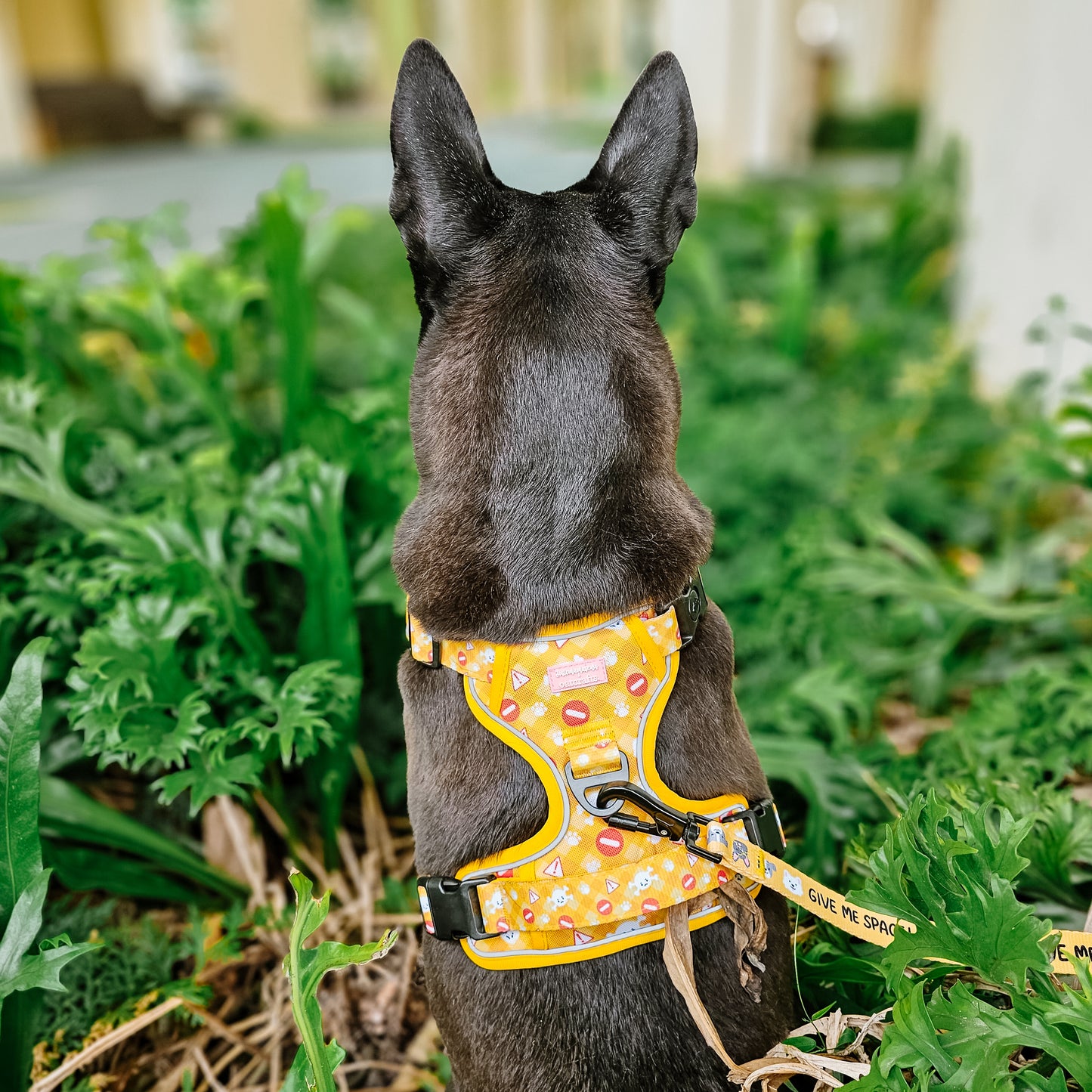 Warning! Tough Adventurer Harness