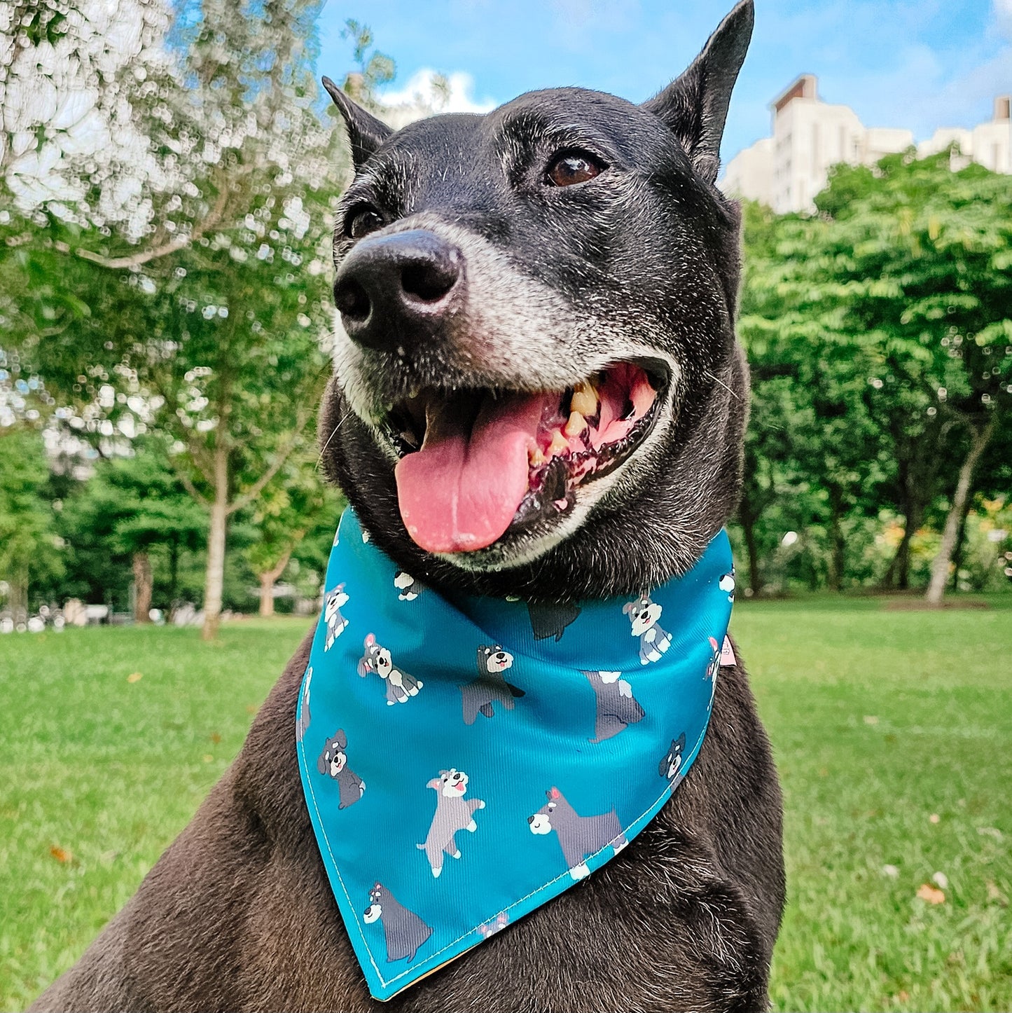 Schnauzer Reversible Bandana