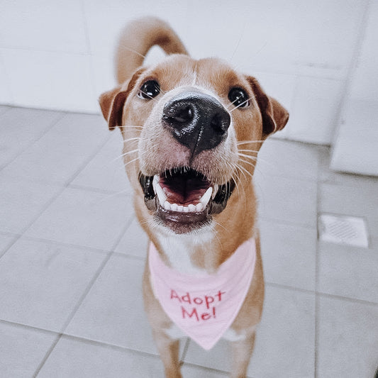 Adopt Me Bandana - Embroidery (Discounted pricing)