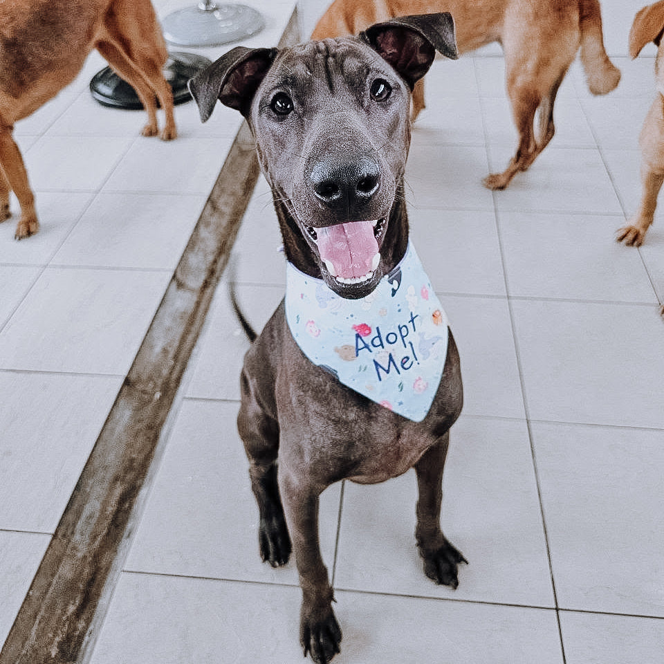 Adopt Me Bandana - Embroidery (Discounted pricing)