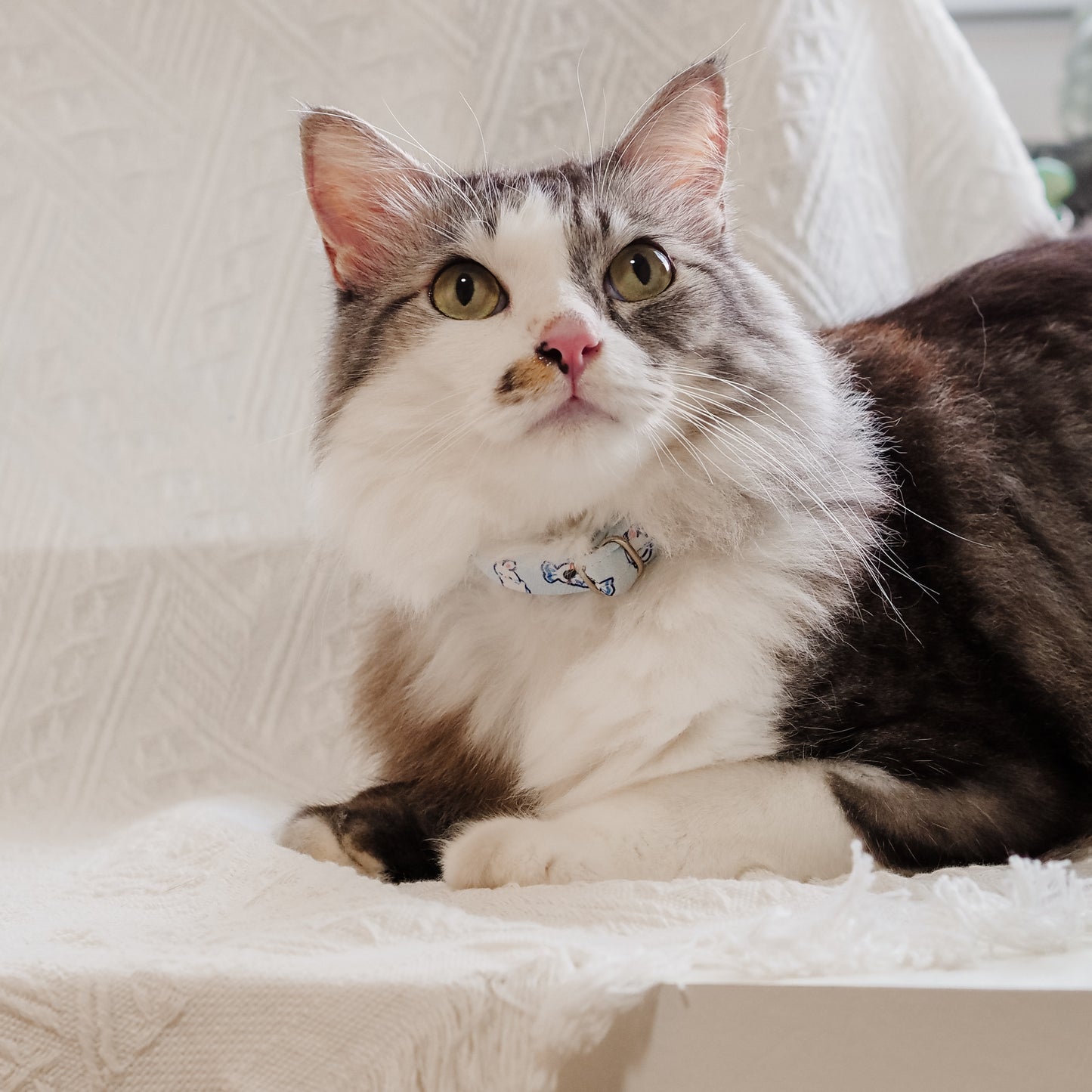 Cat Collar