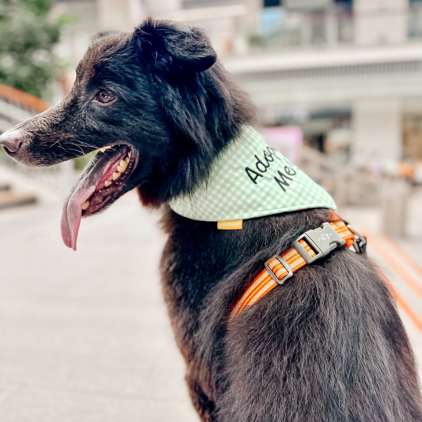 Adopt Me Bandana - Embroidery (Discounted pricing)