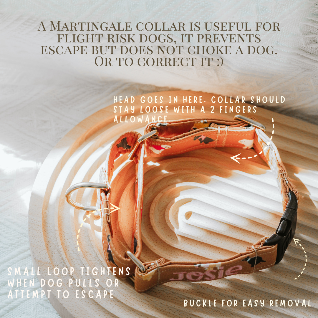Hybrid Martingale Collar 1 Inch