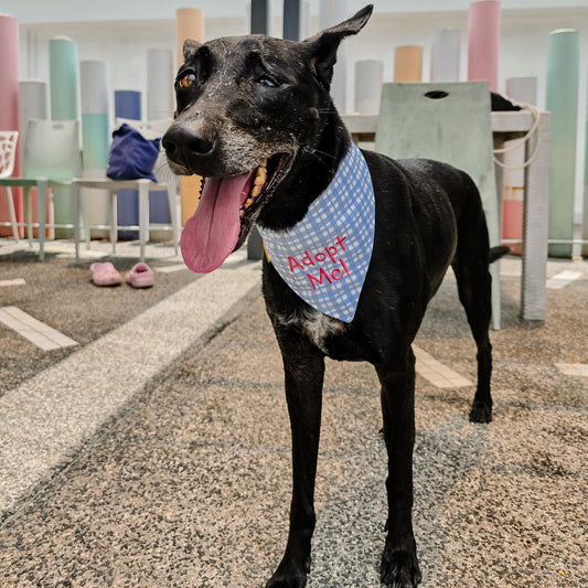 Adopt Me Bandana - Embroidery (Discounted pricing)