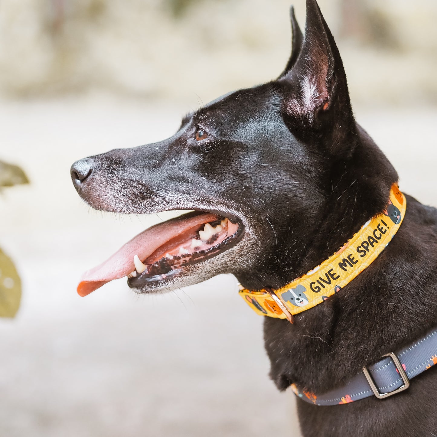 Give Me Space Collar