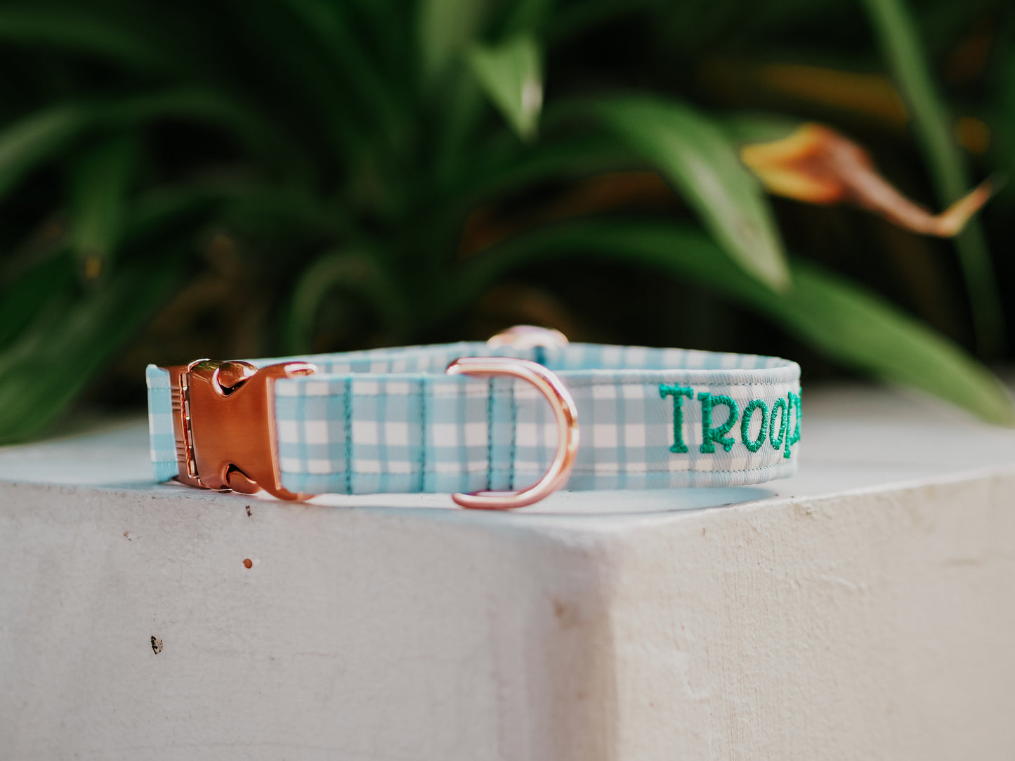 Classic Collar 1 Inch