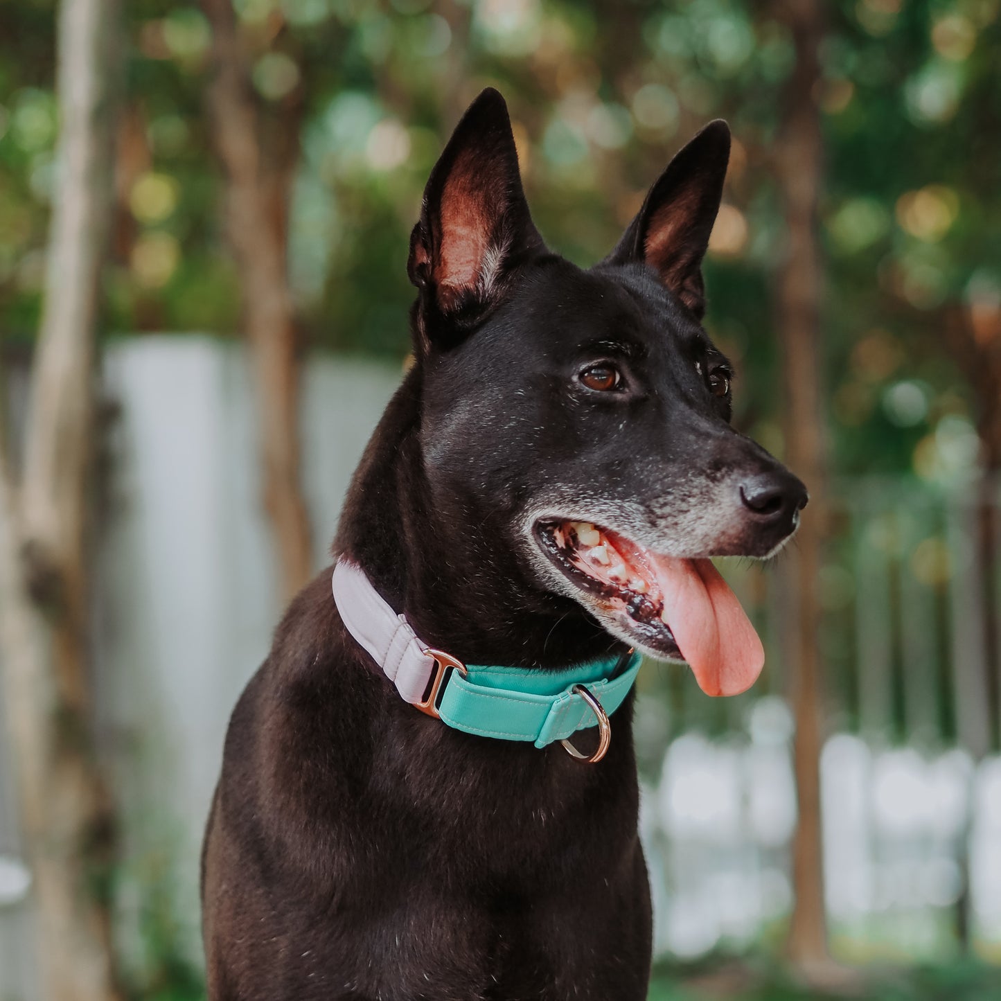 Martingale Collar 1"/1.5"