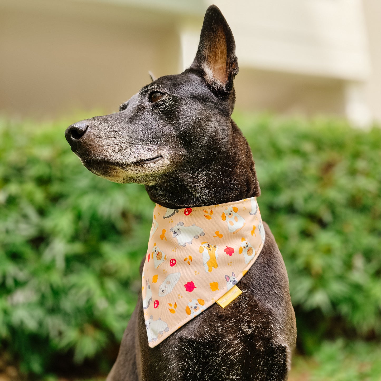 Spooky Fall Reversible Bandana