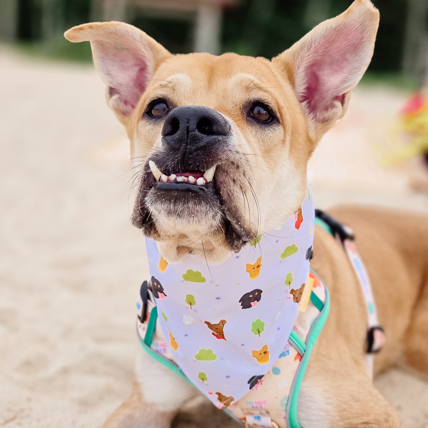 Singapore Special (Purple) Reversible Bandana