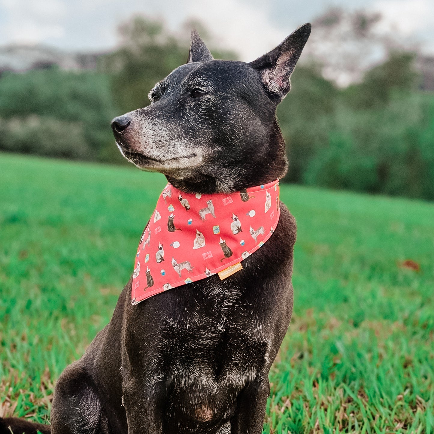 Pawty Cats Reversible Bandana