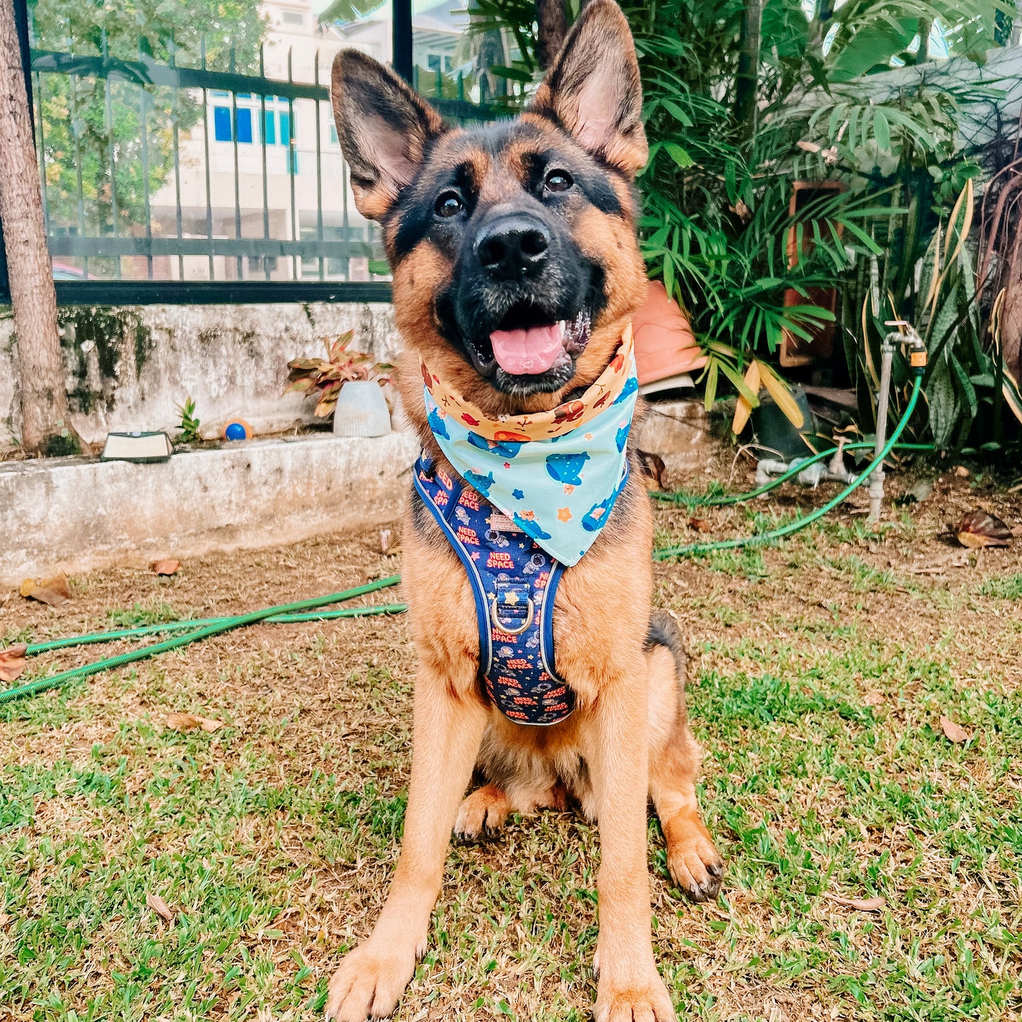 Need Space (Blue) Tough Adventurer Harness