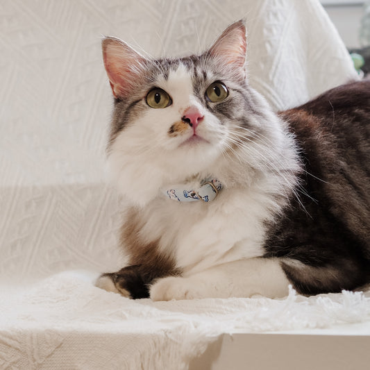 Cat Collar