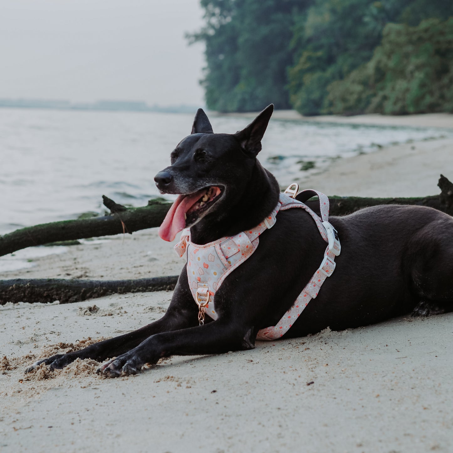 Breakfast Tough Adventurer Harness