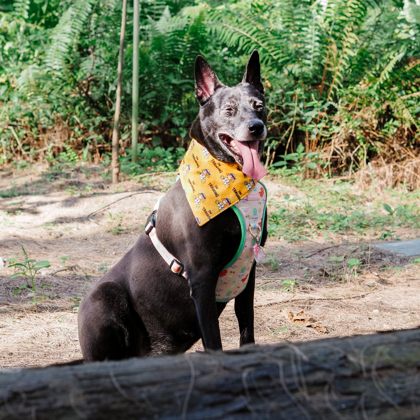 In Training (Tippy) Reversible Bandana