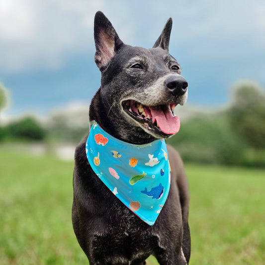 Ocean Explorers Reversible Bandana