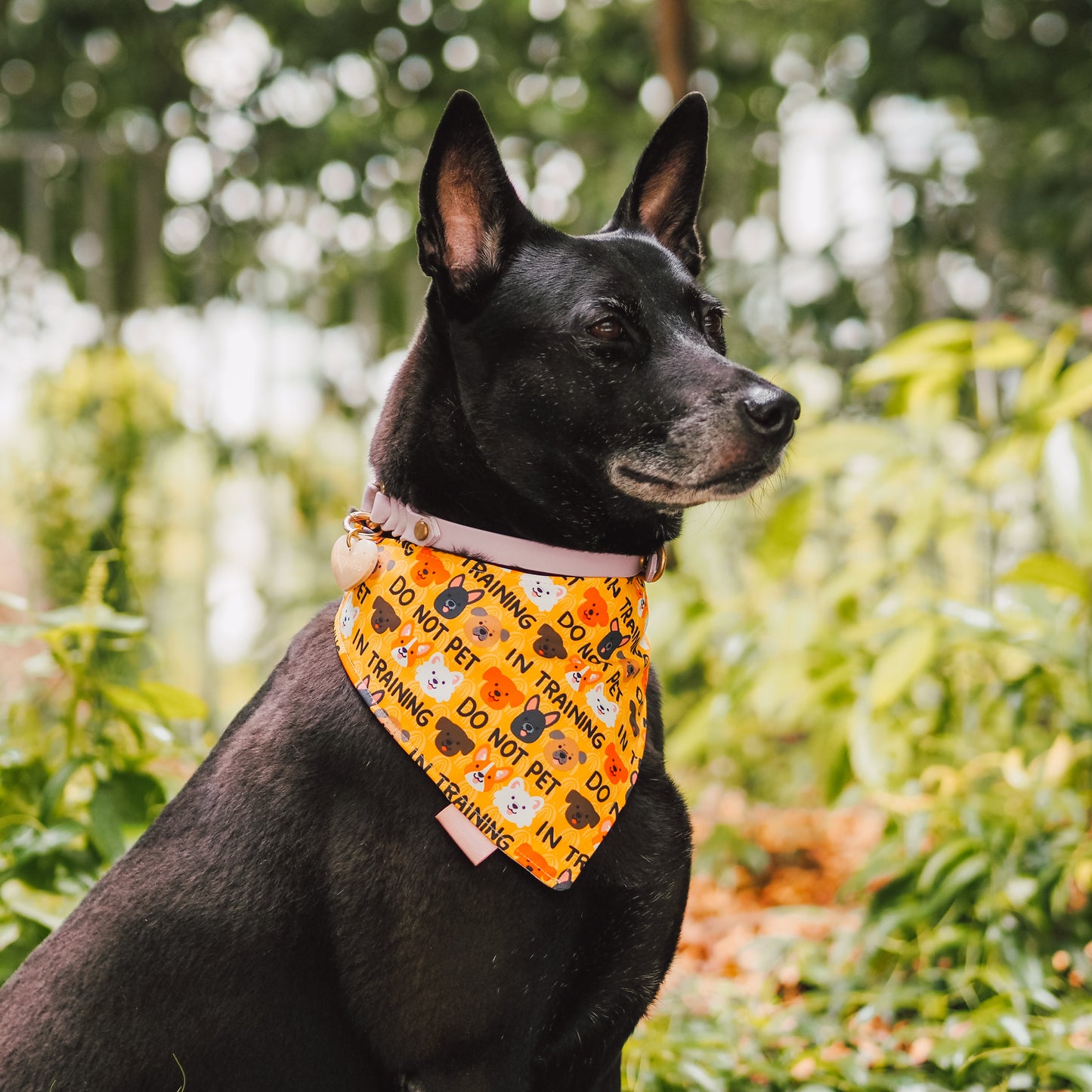 Do Not Pet / In Training Reversible Bandana