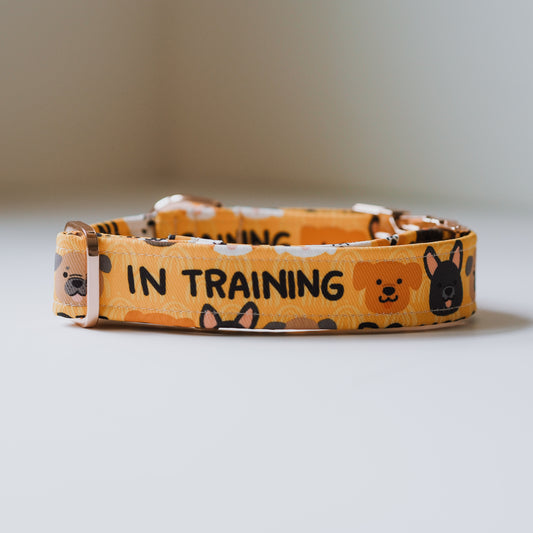 In Training Collar